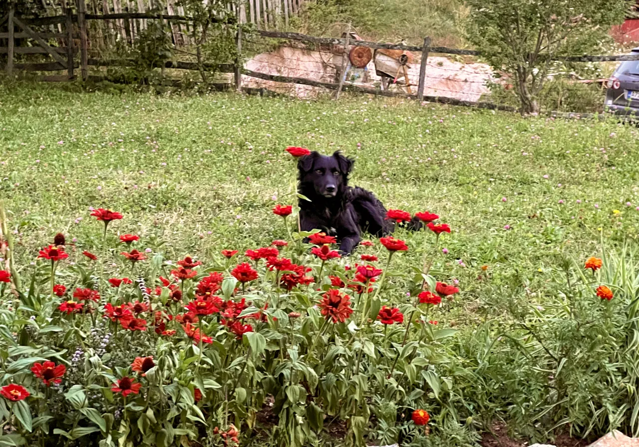 Ljeto i naši psi: nekoliko savjeta za vruće dane