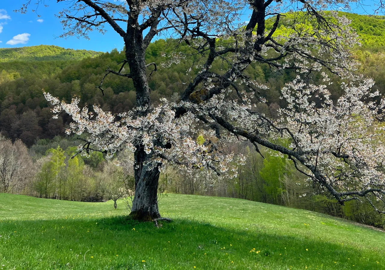 Jutro na gornjim livadama: foto priča